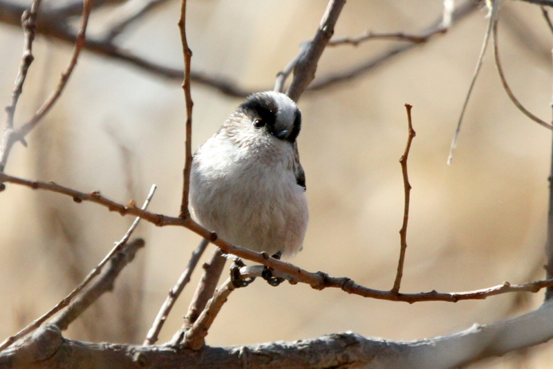f:id:digibirds:20140114160614j:image