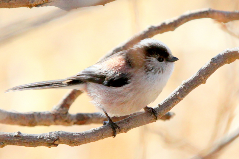 f:id:digibirds:20140114160620j:image
