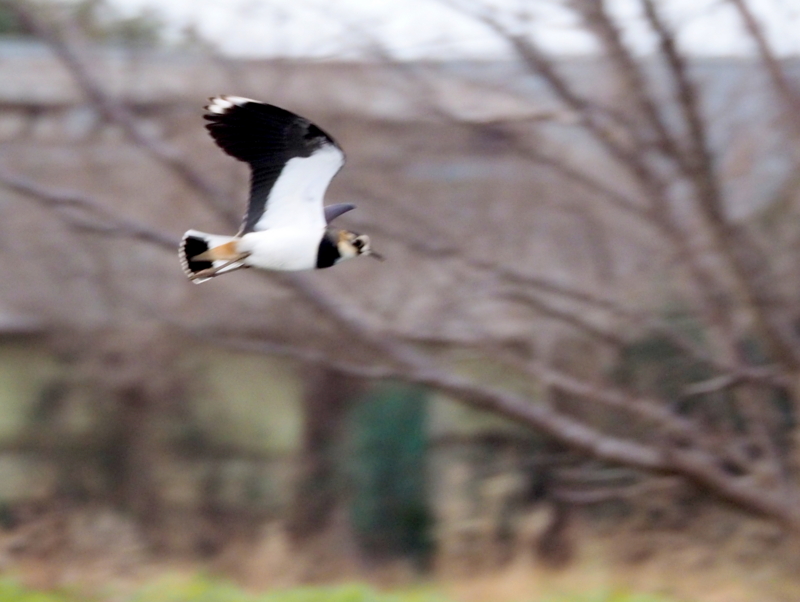 f:id:digibirds:20140115151533j:image