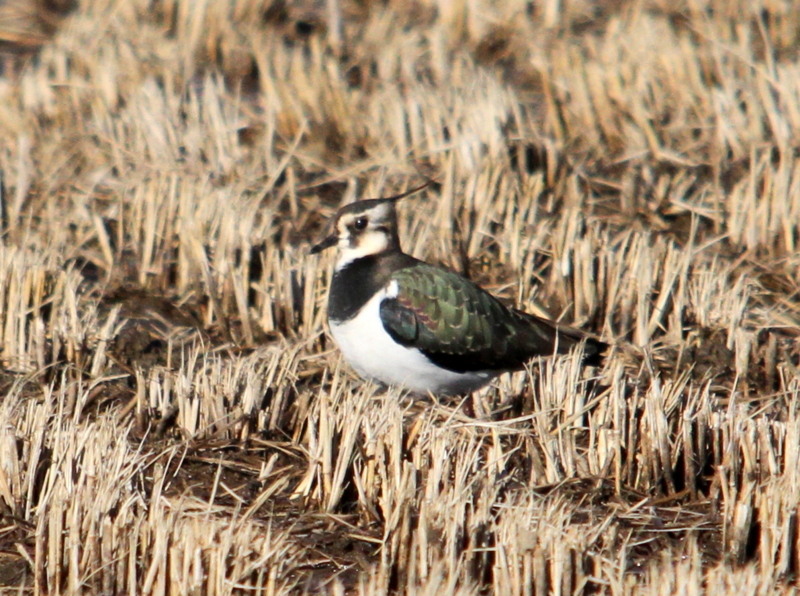 f:id:digibirds:20140115151543j:image
