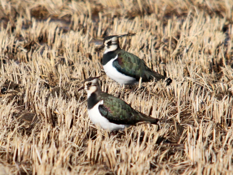 f:id:digibirds:20140115151547j:image