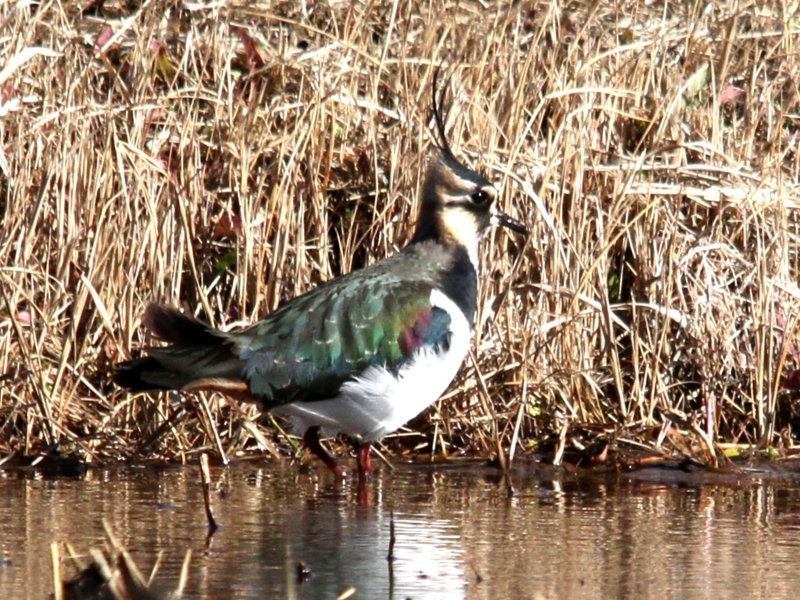 f:id:digibirds:20140115151552j:image