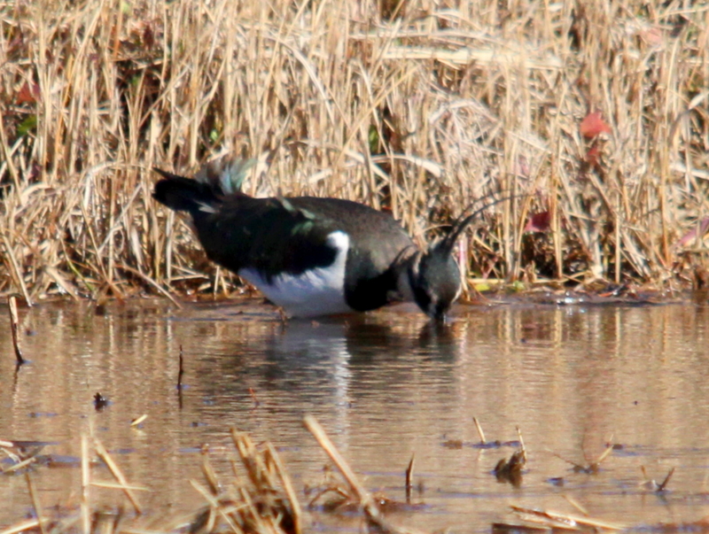 f:id:digibirds:20140115153712j:image