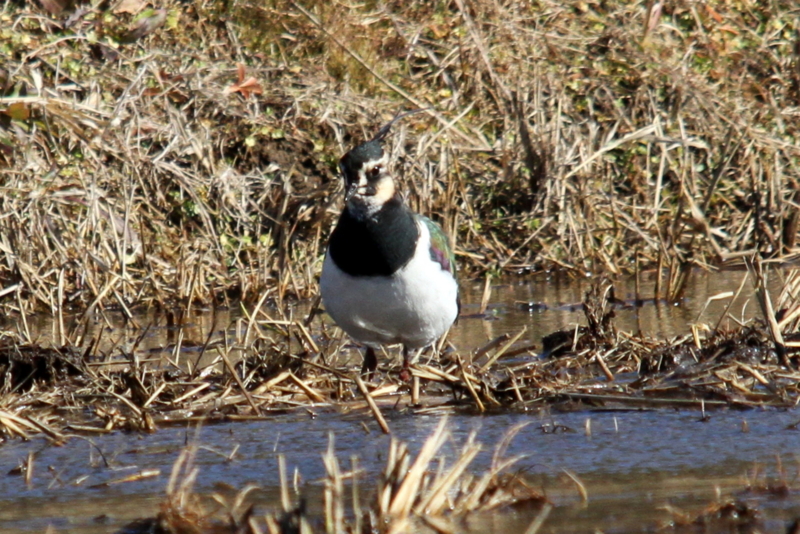 f:id:digibirds:20140115160720j:image