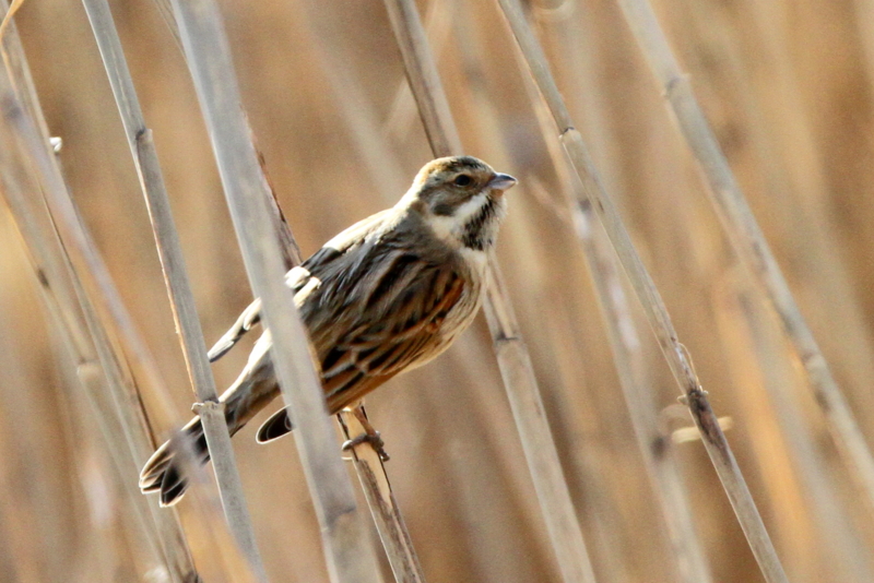 f:id:digibirds:20140116173620j:image