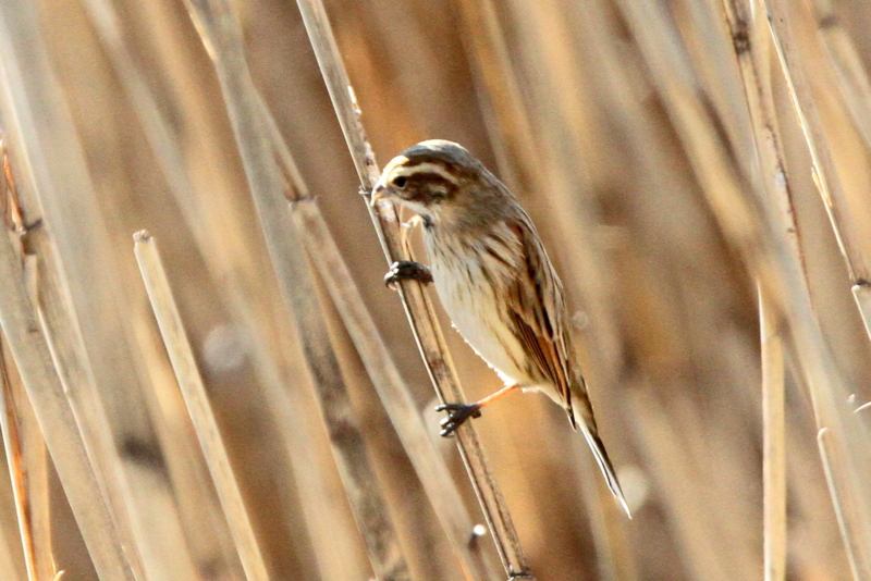 f:id:digibirds:20140116173630j:image