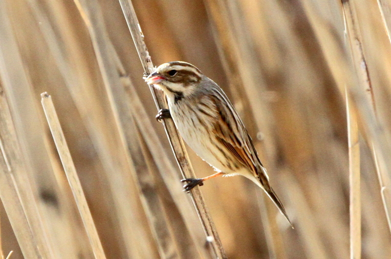 f:id:digibirds:20140116173634j:image