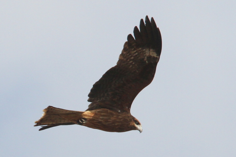 f:id:digibirds:20140117083209j:image
