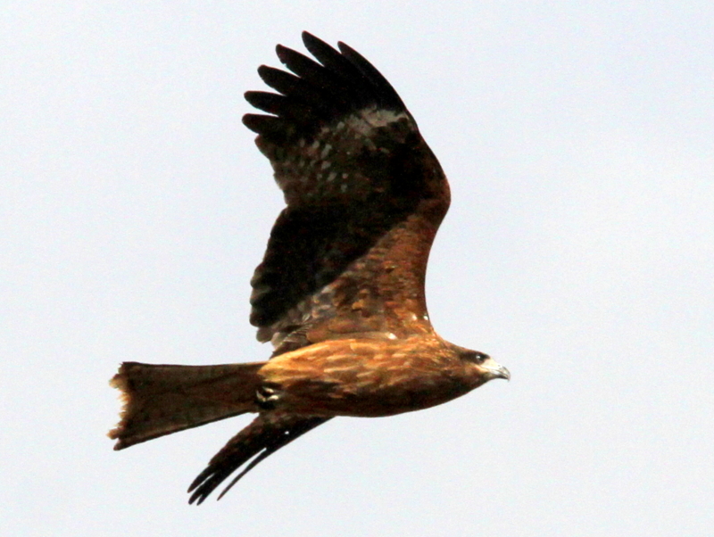 f:id:digibirds:20140117083216j:image