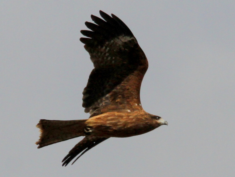 f:id:digibirds:20140117083218j:image