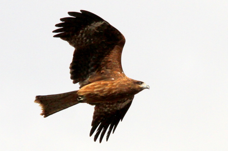 f:id:digibirds:20140117083223j:image