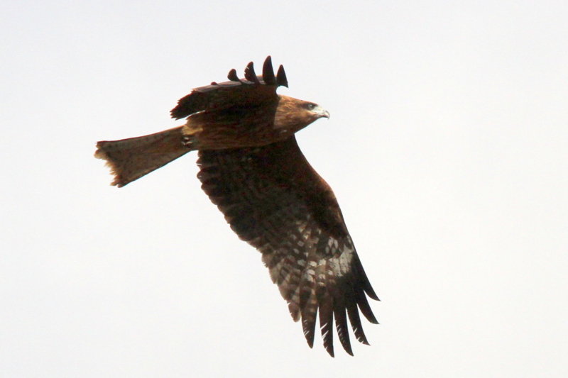 f:id:digibirds:20140117083225j:image