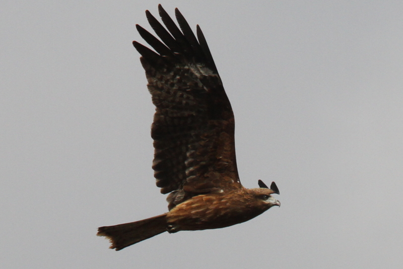 f:id:digibirds:20140117083228j:image