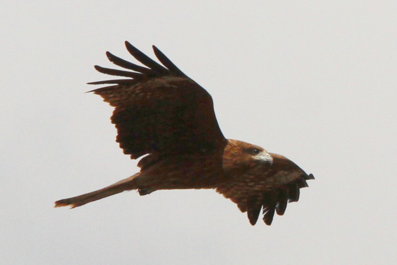 f:id:digibirds:20140117083231j:image