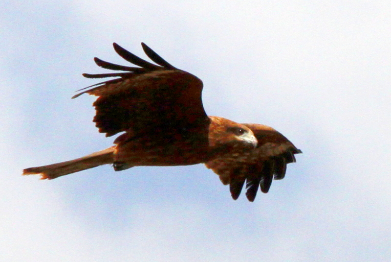 f:id:digibirds:20140117083233j:image