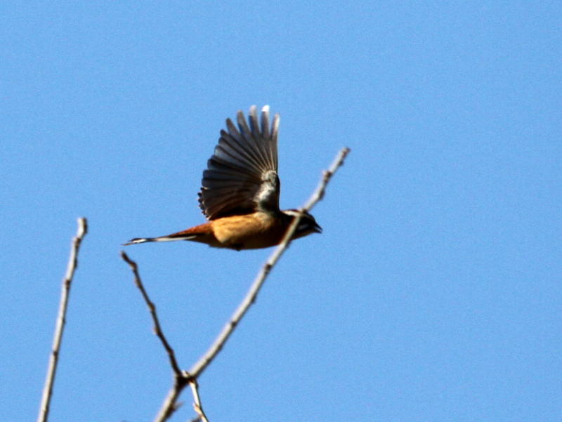 f:id:digibirds:20140117093802j:image f:id:digibirds:20140117093802j:image