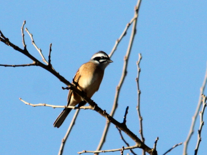 f:id:digibirds:20140117093809j:image f:id:digibirds:20140117093809j:image