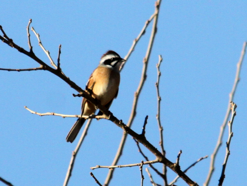 f:id:digibirds:20140117093814j:image f:id:digibirds:20140117093814j:image