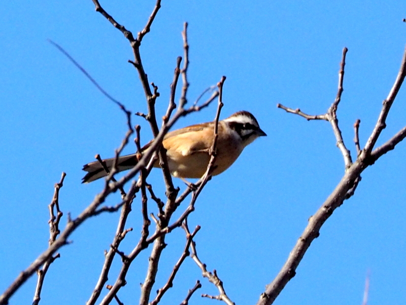 f:id:digibirds:20140117093816j:image f:id:digibirds:20140117093816j:image