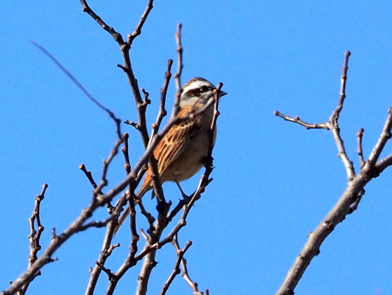 f:id:digibirds:20140117093818j:image f:id:digibirds:20140117093818j:image