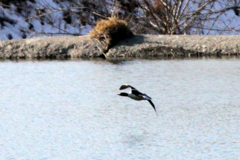 f:id:digibirds:20140119193459j:image