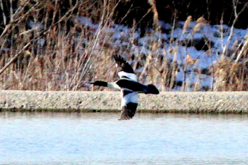 f:id:digibirds:20140119194023j:image