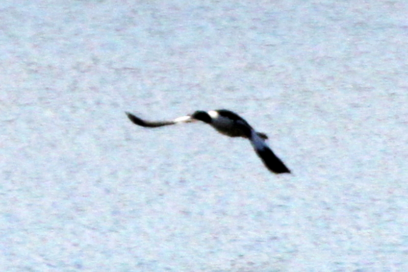 f:id:digibirds:20140119195334j:image