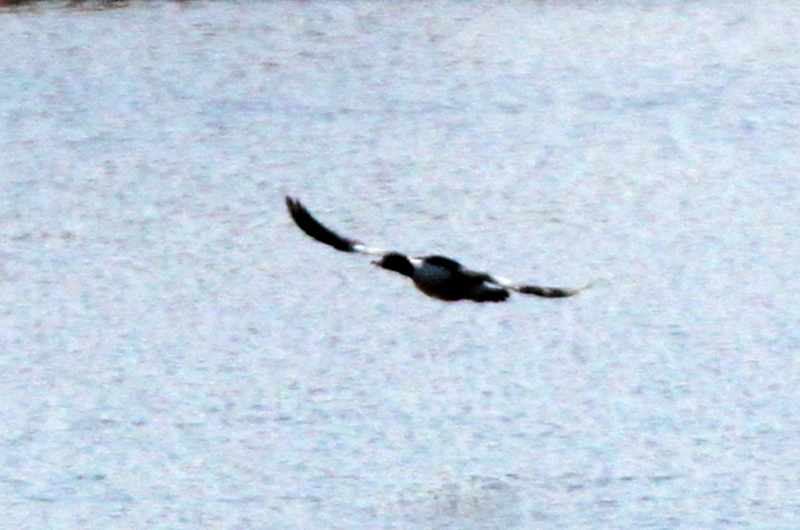 f:id:digibirds:20140119195335j:image