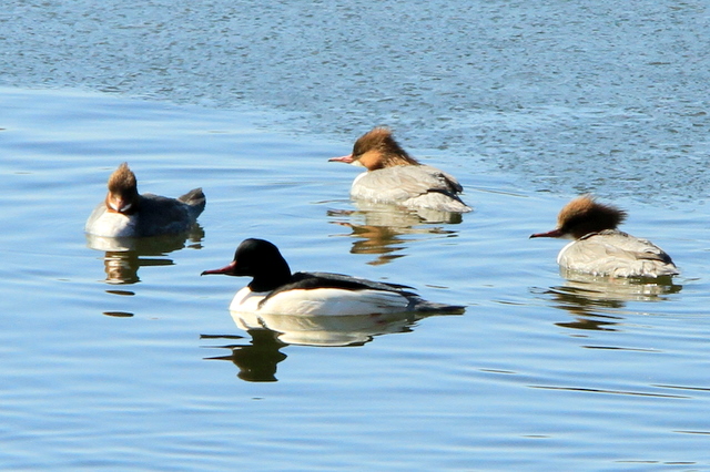 f:id:digibirds:20140119215953j:image