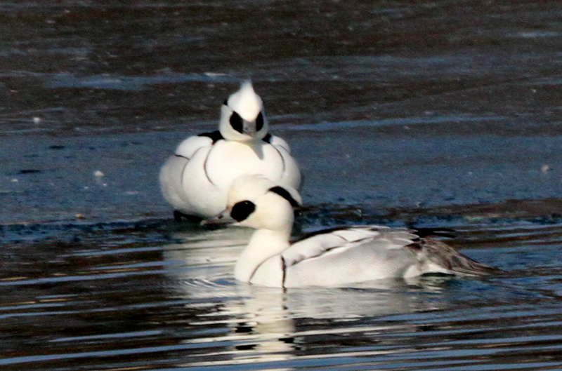 f:id:digibirds:20140120161222j:image