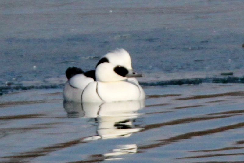 f:id:digibirds:20140120161227j:image