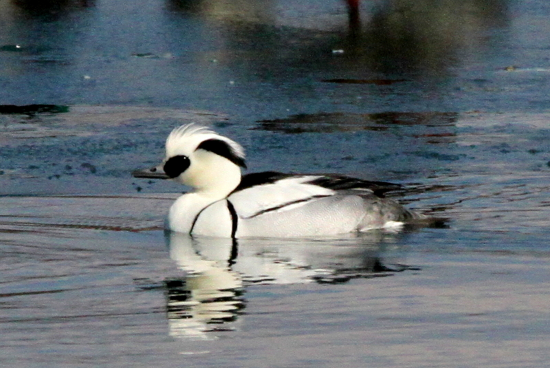 f:id:digibirds:20140120161229j:image