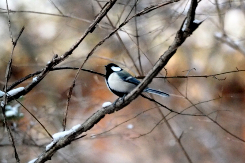 f:id:digibirds:20140121162323j:image