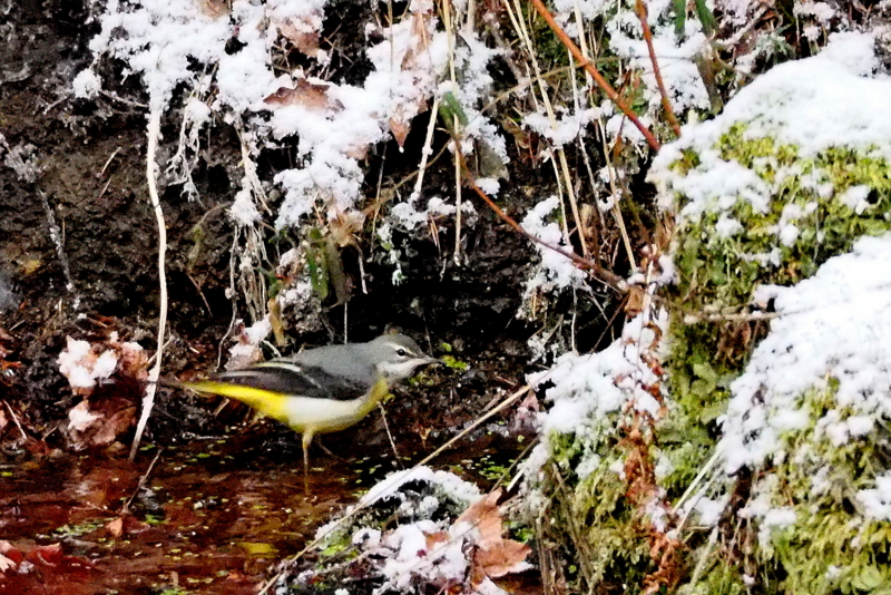 f:id:digibirds:20140122132723j:image