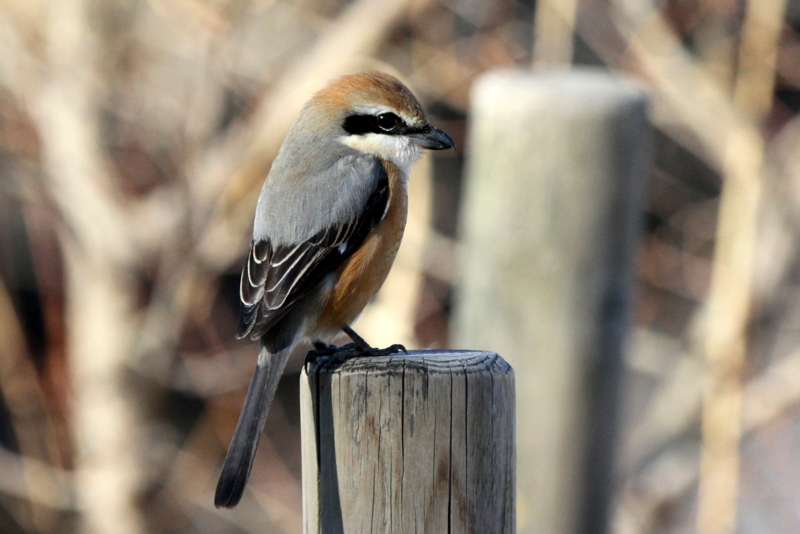 f:id:digibirds:20140123174910j:image