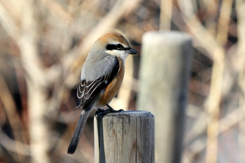 f:id:digibirds:20140123174921j:image