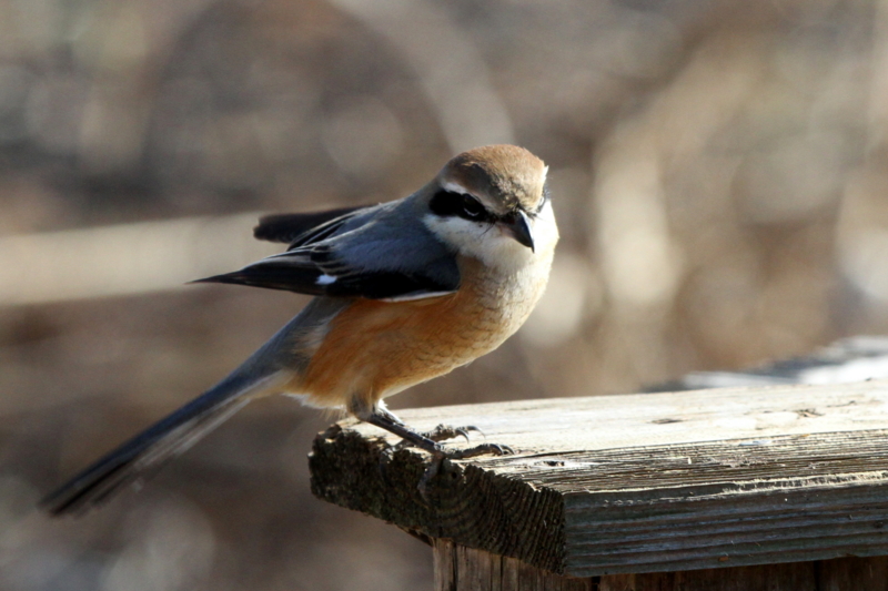 f:id:digibirds:20140123174932j:image