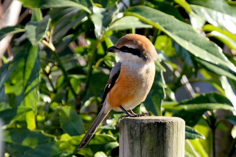 f:id:digibirds:20140123174949j:image