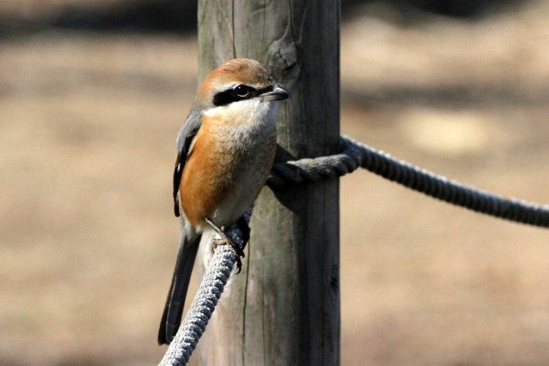 f:id:digibirds:20140123175000j:image