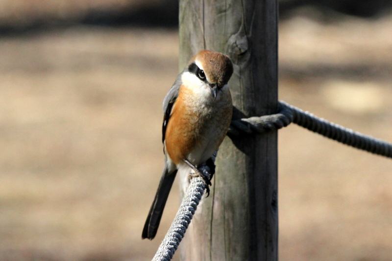 f:id:digibirds:20140123175009j:image