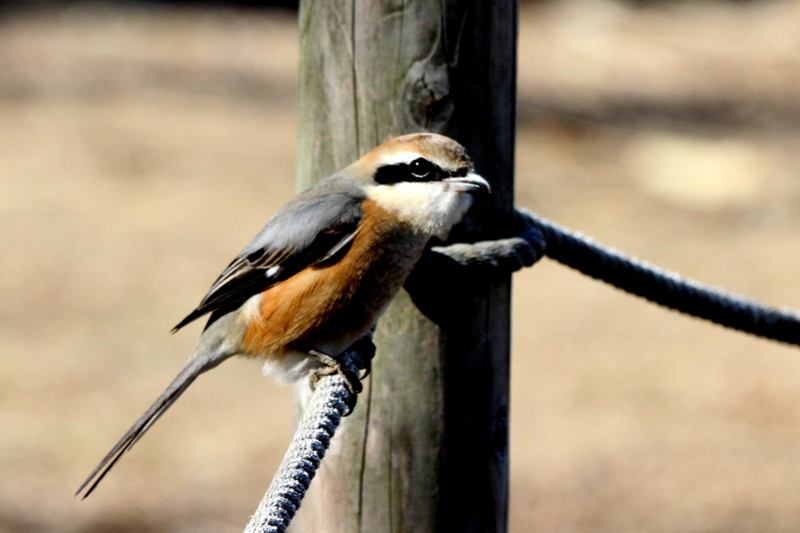 f:id:digibirds:20140123175019j:image