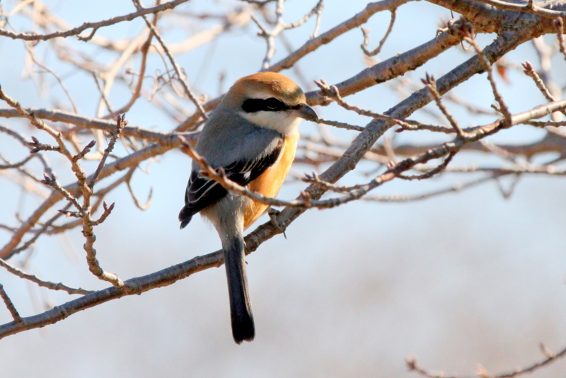 f:id:digibirds:20140123175027j:image