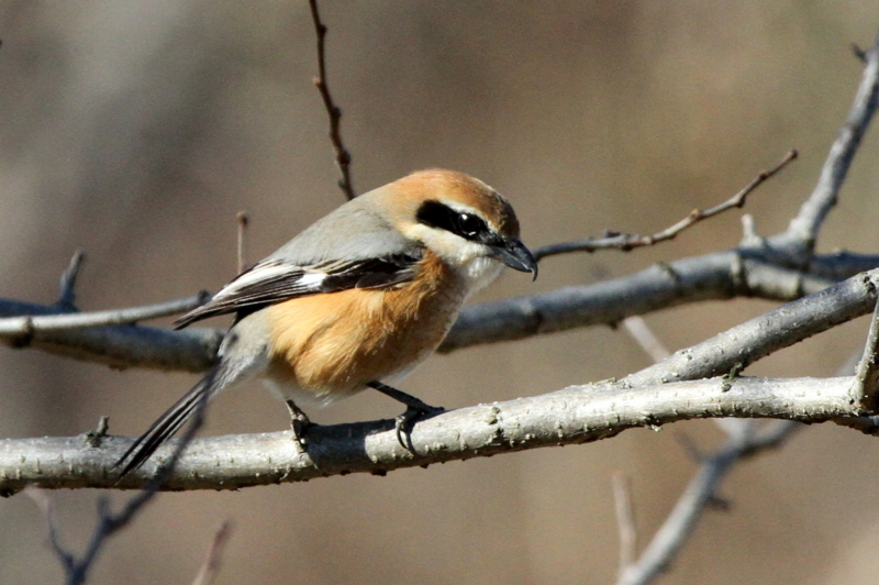 f:id:digibirds:20140123175034j:image