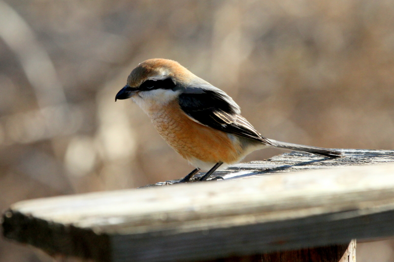 f:id:digibirds:20140123180331j:image