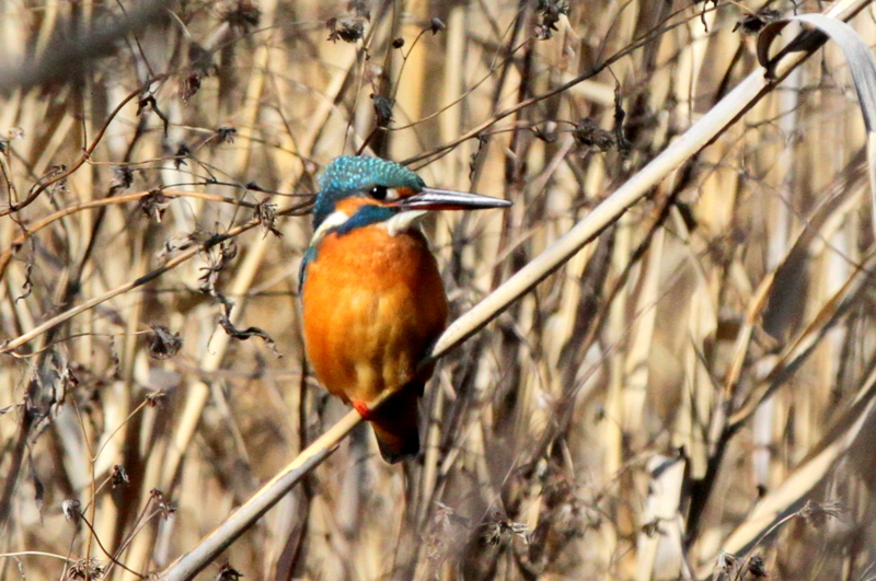 f:id:digibirds:20140124154508j:image