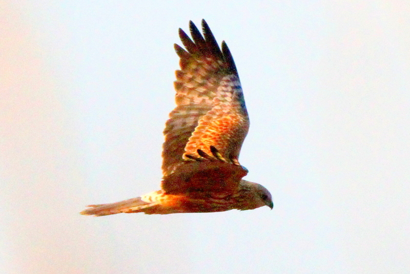 f:id:digibirds:20140126121829j:image f:id:digibirds:20140126121829j:image