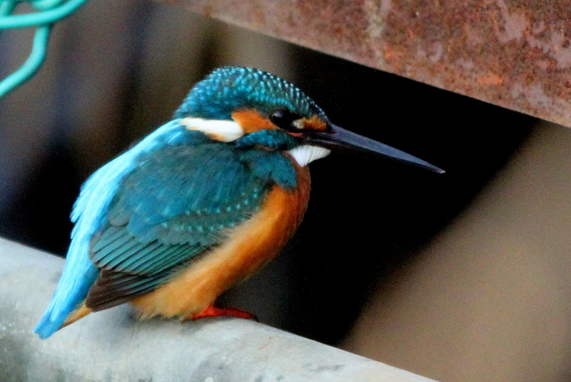 f:id:digibirds:20140126173245j:image f:id:digibirds:20140126173245j:image
