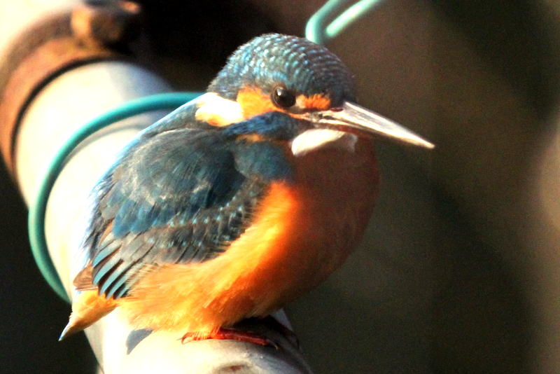 f:id:digibirds:20140127095355j:image f:id:digibirds:20140127095355j:image