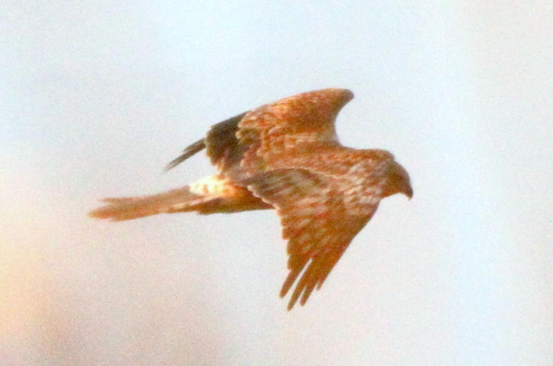 f:id:digibirds:20140128000528j:image f:id:digibirds:20140128000528j:image