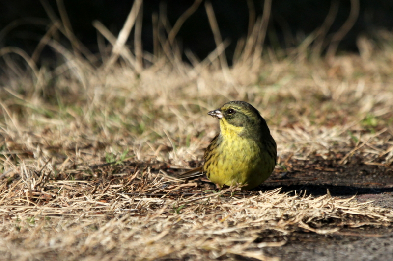 f:id:digibirds:20140128085731j:image